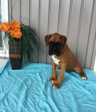 Top Quality Boxers Image eClassifieds4U