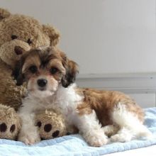 Top Quality Cavachon Image eClassifieds4U