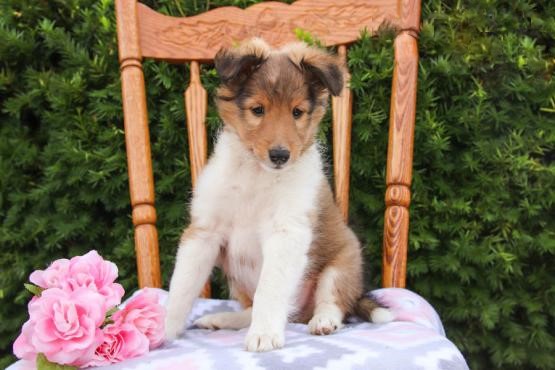 Sheltie (Boy & Girl) Image eClassifieds4u