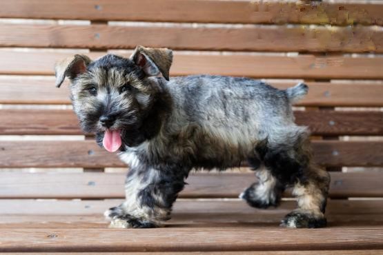 Top Quality Miniature Schnauzers Image eClassifieds4u