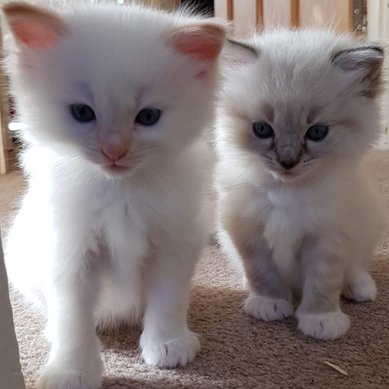 Ragdoll Kittens Ready For Adoption Image eClassifieds4u
