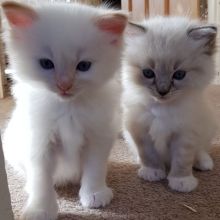 Ragdoll Kittens Ready For Adoption