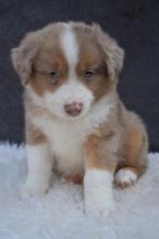 CBCA Reg'd Australian Shepherd Puppies