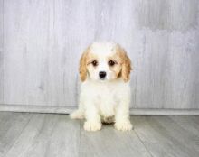 CKC Cavachon Pups, 2 still available! Ready to go this week!