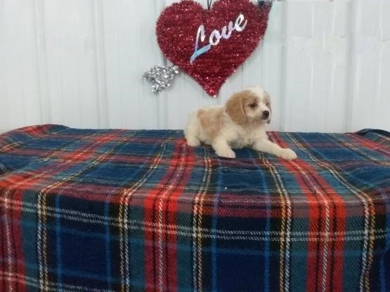 Cavachon (Boy & Girl) Image eClassifieds4u