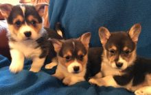 Pembroke Welsh Corgi for great homes now set up