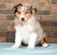 Australian Shepherd (Boy & Girl)