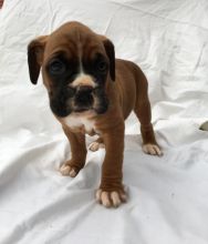 Boxer Puppies ♥️