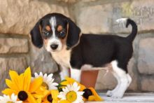 CBCA Reg'd Beagle Puppies