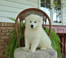 CBCA Reg'd Samoyed Puppies