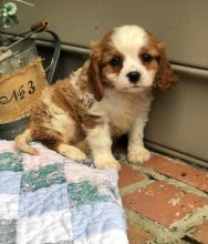 CKC Cavalier King Charles Spaniel Pups, 2 still available! Ready to go this week!