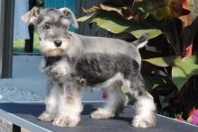 CKC Miniature Schnauzer Pups, 2 still available! Ready to go this week!