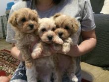 Fully and healthy Malti Poo puppies available