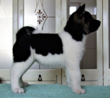 Handsome and Beautiful Akita Puppies