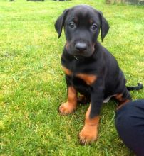Male and female Doberman puppies available