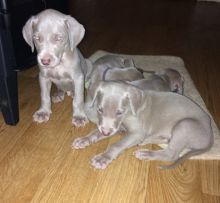 Males and females Weimaraner Puppies set for great homes
