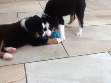 Special healthy Bordernese puppies available for great homes
