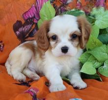 Top Quality Cavalier King Charles Spaniel