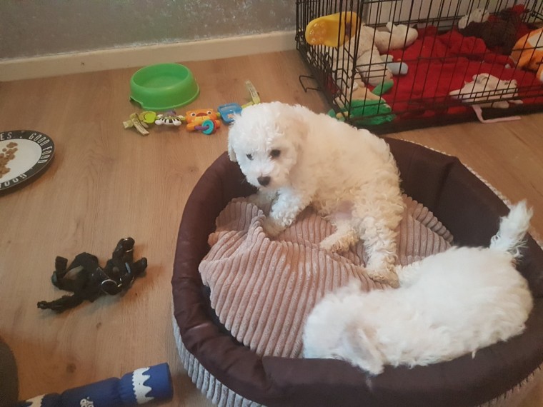 Bichon Frise Puppies set now for adoption Image eClassifieds4u