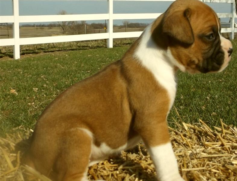Boxer puppies for good and interested homes. Image eClassifieds4u