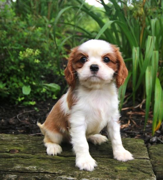 Cavalier King Charles Spaniel Puppies ♥️ Image eClassifieds4u