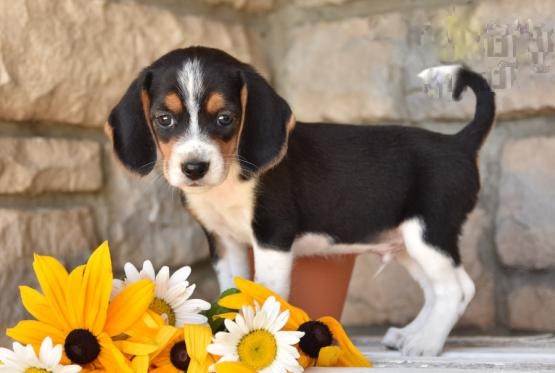 CBCA Reg'd Beagle Puppies Image eClassifieds4u