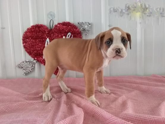CBCA Reg'd Boxer Puppies Image eClassifieds4u