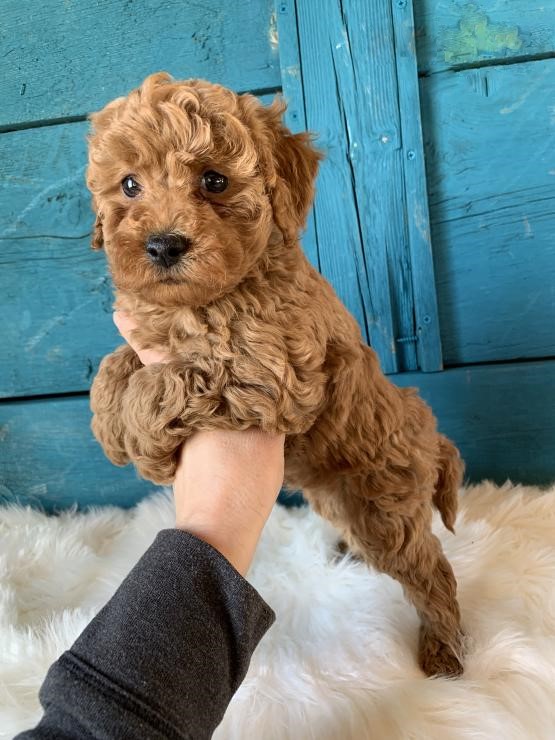 CBCA Reg'd Coc.kapoo Puppies Image eClassifieds4u