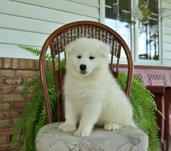 CBCA Reg'd Samoyed Puppies Image eClassifieds4u