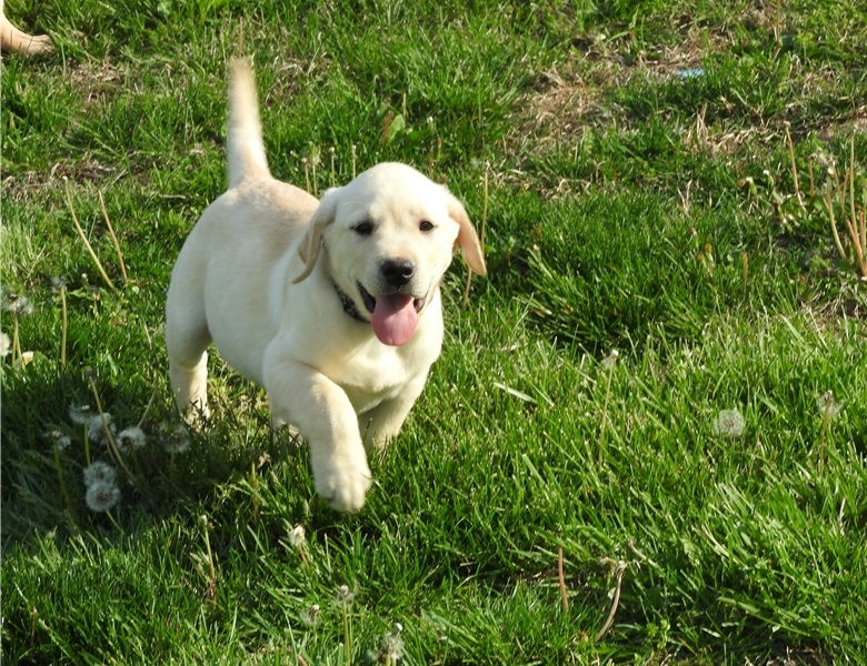 Clean Labrador Retriever puppies available now! Image eClassifieds4u