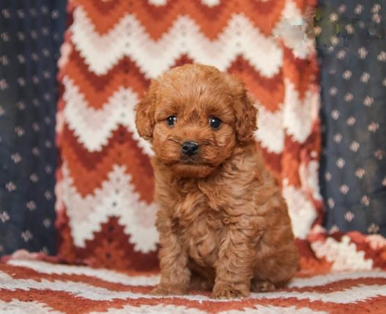 Coc.kapoo Puppies ♥️ Image eClassifieds4u