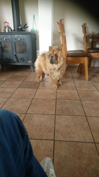 Excellent Chow Chow Puppies available for great homes Image eClassifieds4u