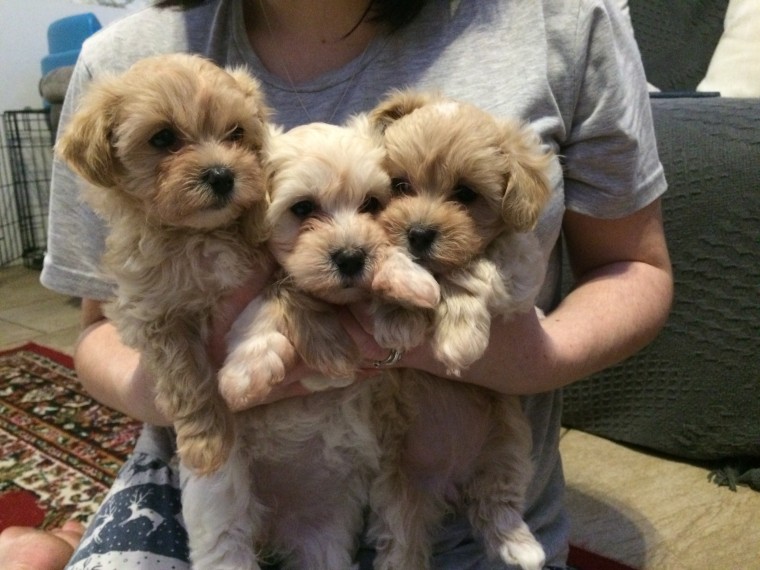 Fully and healthy Malti Poo puppies available Image eClassifieds4u