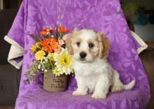 Cavachon Puppies ♥️ Image eClassifieds4U