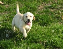 Clean Labrador Retriever puppies available now! Image eClassifieds4U