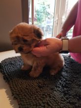 Very Beautiful Lhasa Apso puppies for adoption Image eClassifieds4U