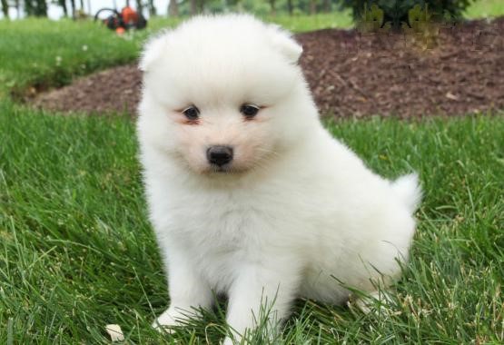Samoyed Puppies ♥️ Image eClassifieds4u
