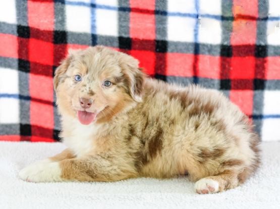 Top Quality Australian Shepherds Image eClassifieds4u