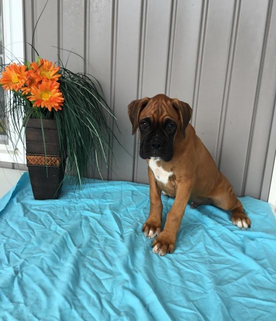 Top Quality Boxers Image eClassifieds4u