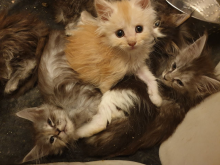 Pedigree Maine Coon For re homing (306) 500-3579