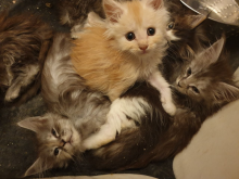 Pedigree Maine Coon For re homing