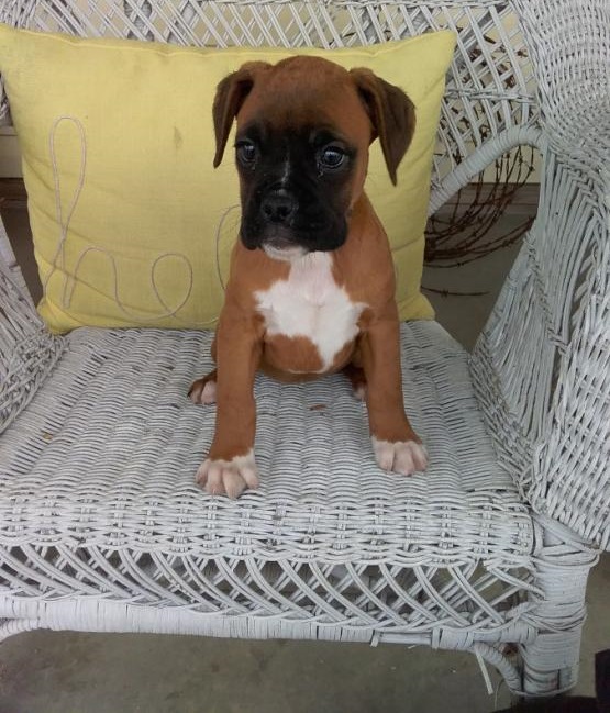 View Image 1 for Boxer (Boy & Girl) Vancouver eClassifieds 4U