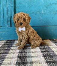 Coc.kapoo (Boy & Girl) Image eClassifieds4U