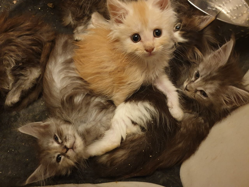 Pedigree Maine Coon For re homing (306) 500-3579 Image eClassifieds4u