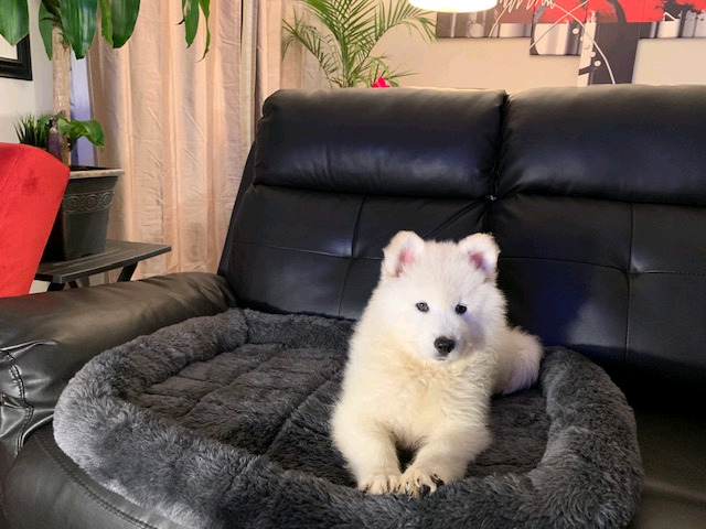 Top Quality Samoyeds Image eClassifieds4u