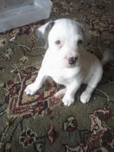 Male and Female Jack Russel puppies available for adoption