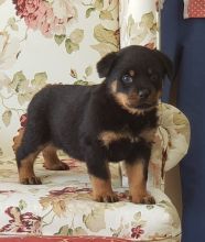 Two Adorable Rottweiler Puppies Available Now! text