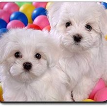 Two Teacup Maltese Puppies Needs a New Family