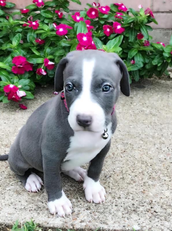 View Image 1 For Adorable Pitbull Puppies Looking For A Good Home