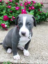 adorable Pitbull puppies looking for a good home Image eClassifieds4U